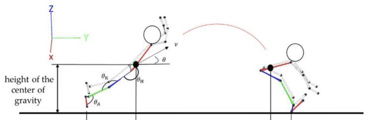 Sheep brain dissection